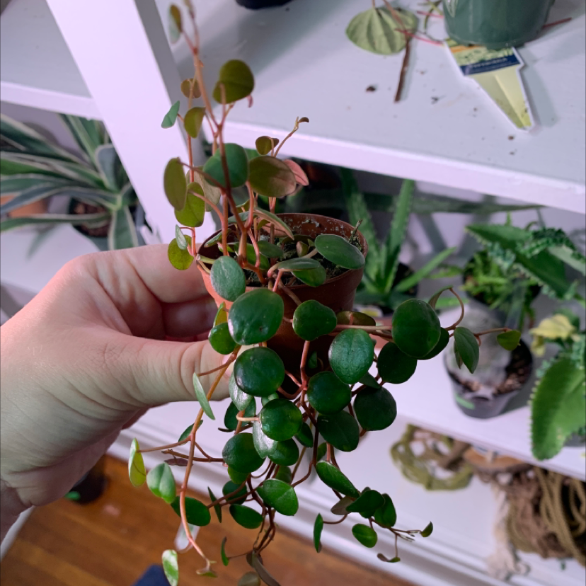 Close-up of a healthy vining Peperomia plant with round, dark green leaves being held by a hand, indicating the plant's trailing growth habit.