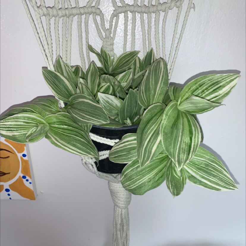 Photo of the plant species Tradescantia 'White Zebra' by @rebeccakolsch named Leah on Greg, the plant care app
