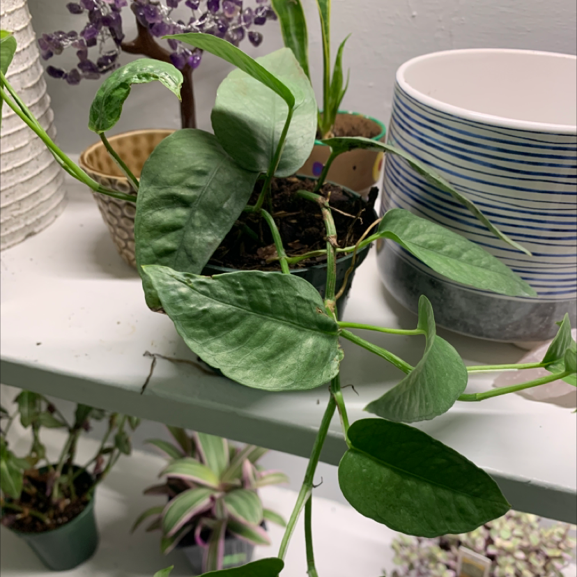 Silver Leaf Philodendron in a small pot on a shelf with other plants and objects in the background.