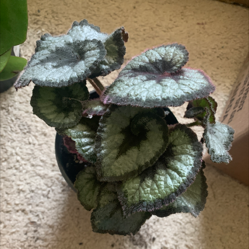 Photo of the plant species Rex Begonia 'Escargot' by @rebeccakolsch named margot on Greg, the plant care app