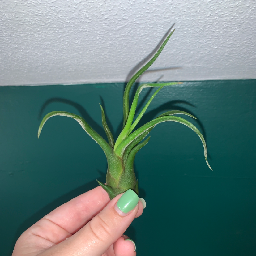 Medusa Head Air Plant held by a hand with green nails against a green and white background.