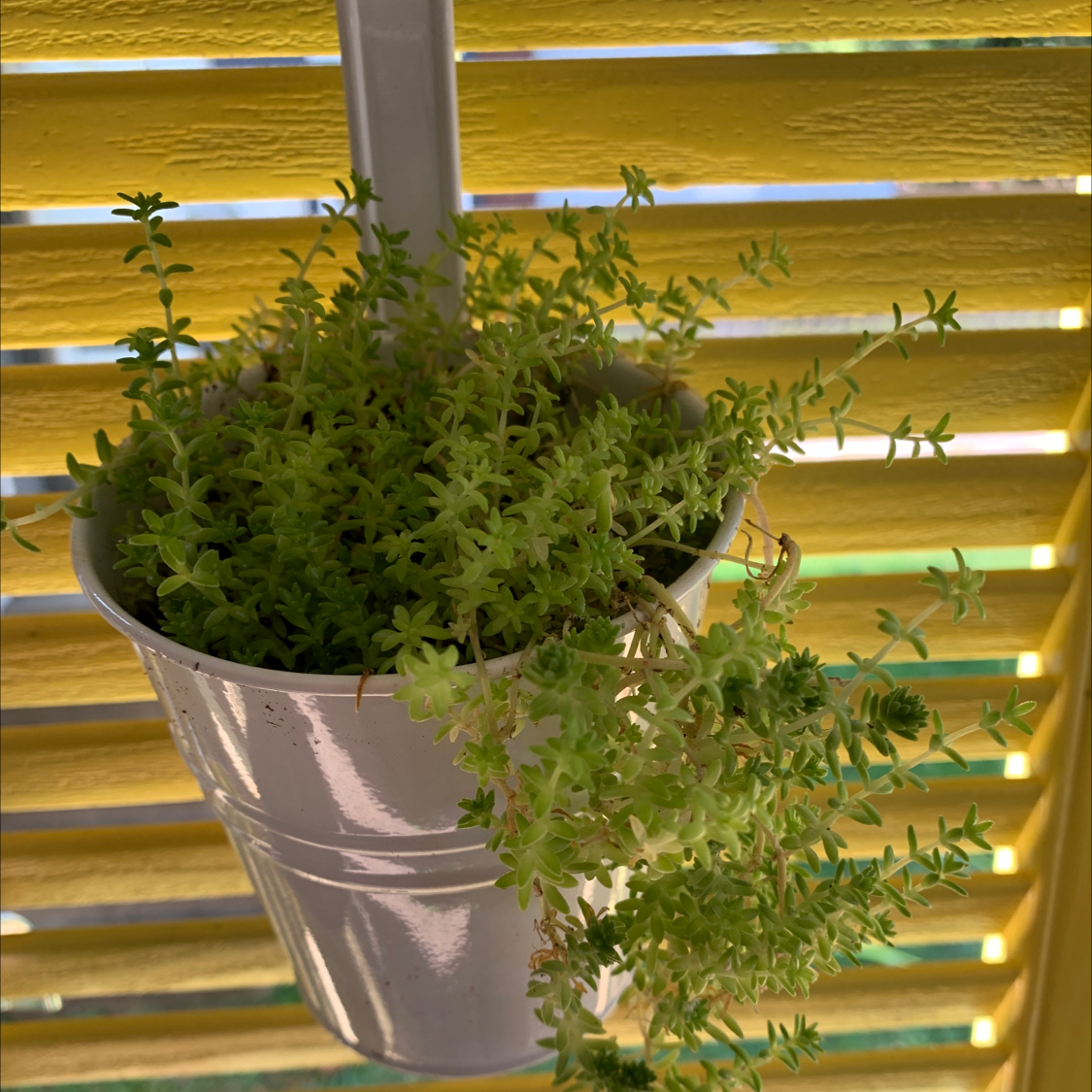 Stringy Stonecrop plant in a white hanging pot against a yellow slatted background.