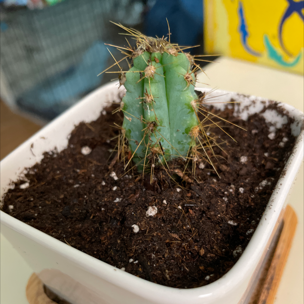 Lady-Finger Hedgehog Cactus in a white pot with visible soil.