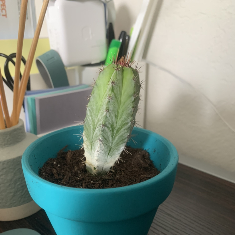 Blue Columnar Cactus in a blue pot with some discoloration, indoor setting.