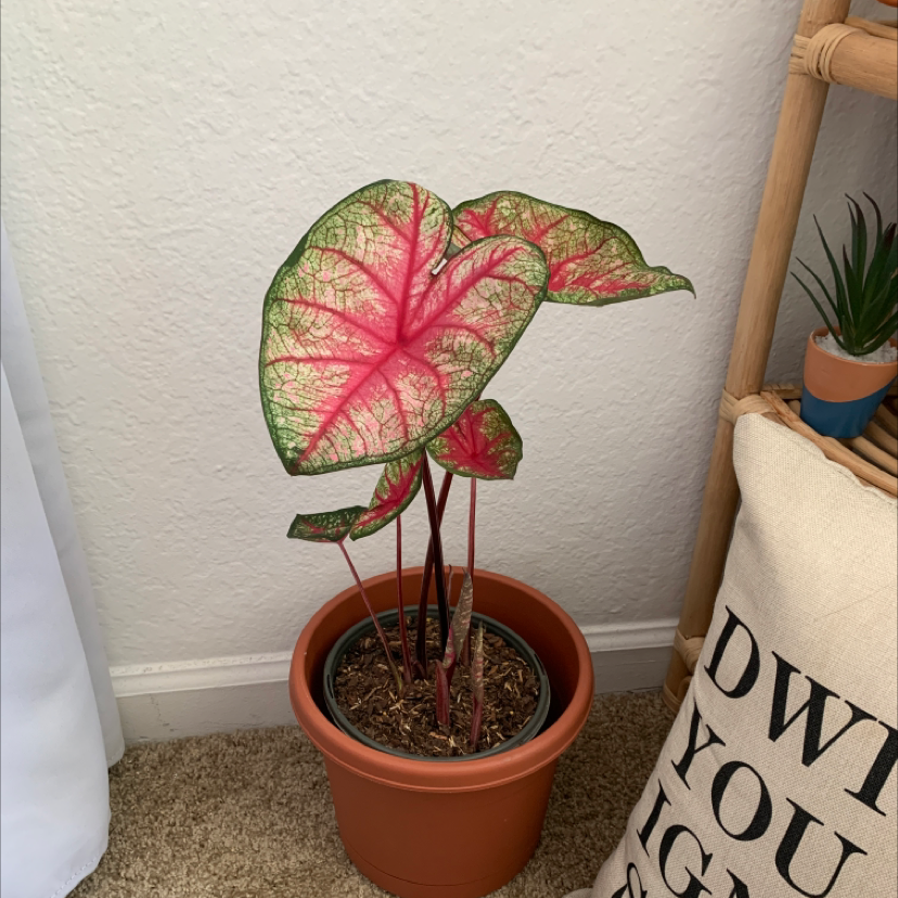 A healthy potted caladium 'Heart of Jesus' plant with large pink and green variegated heart-shaped leaves.
