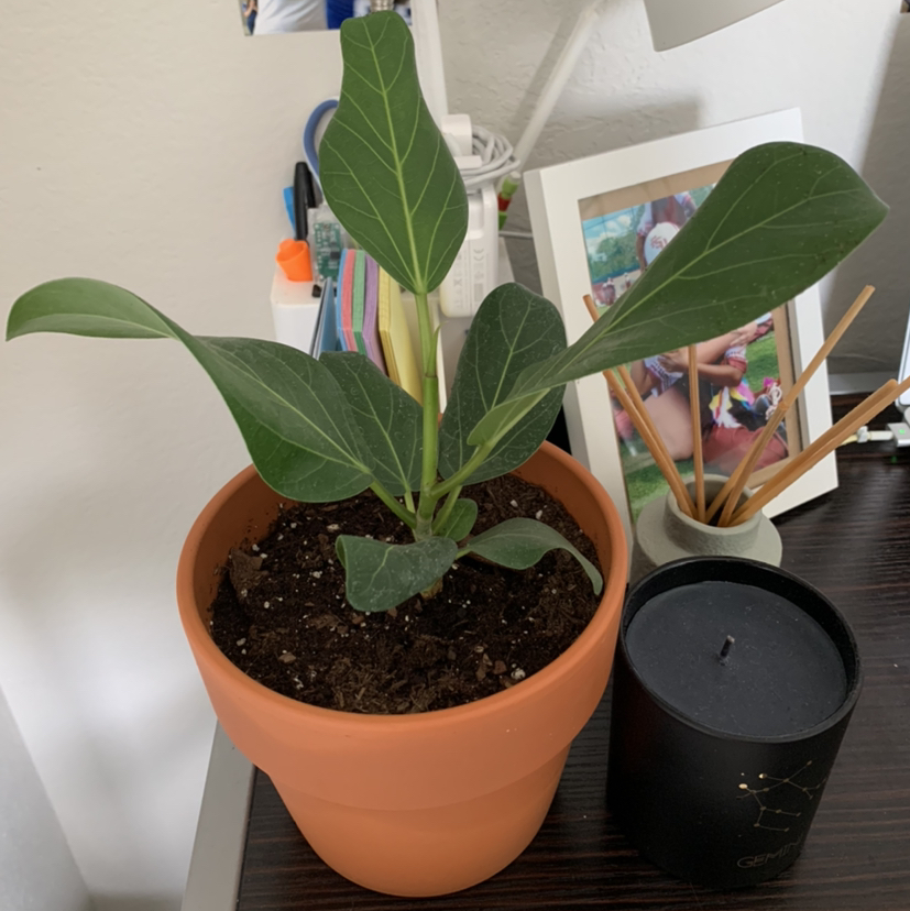 Potted Audrey Ficus plant with broad, dark green leaves on a desk.