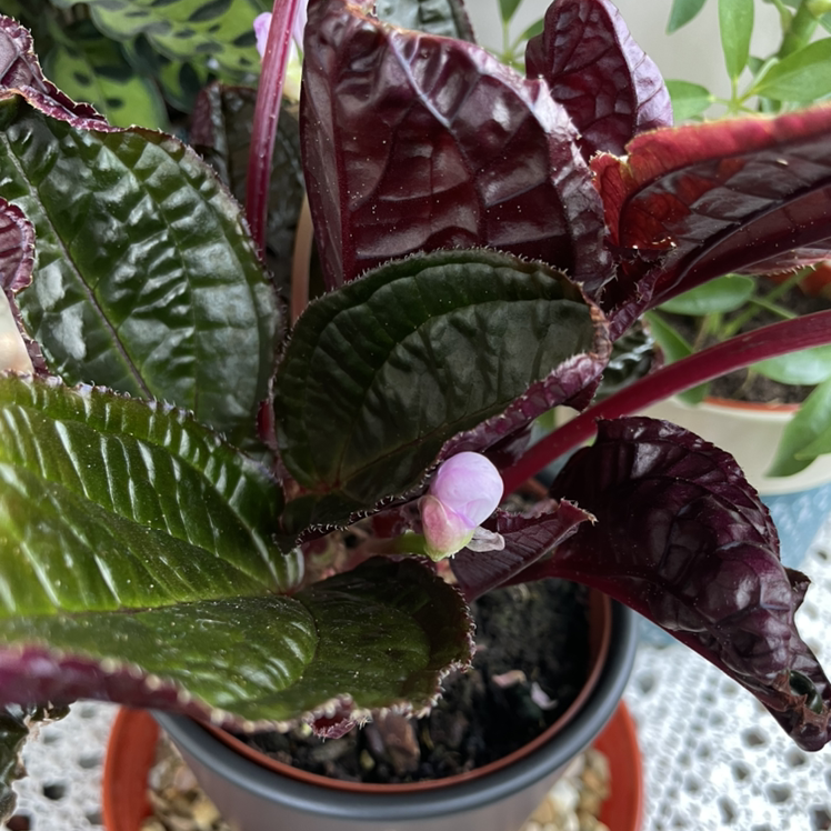 Photo of the plant species Monolena primuliflora 'Midnight Glory' by @lewis named Lena on Greg, the plant care app