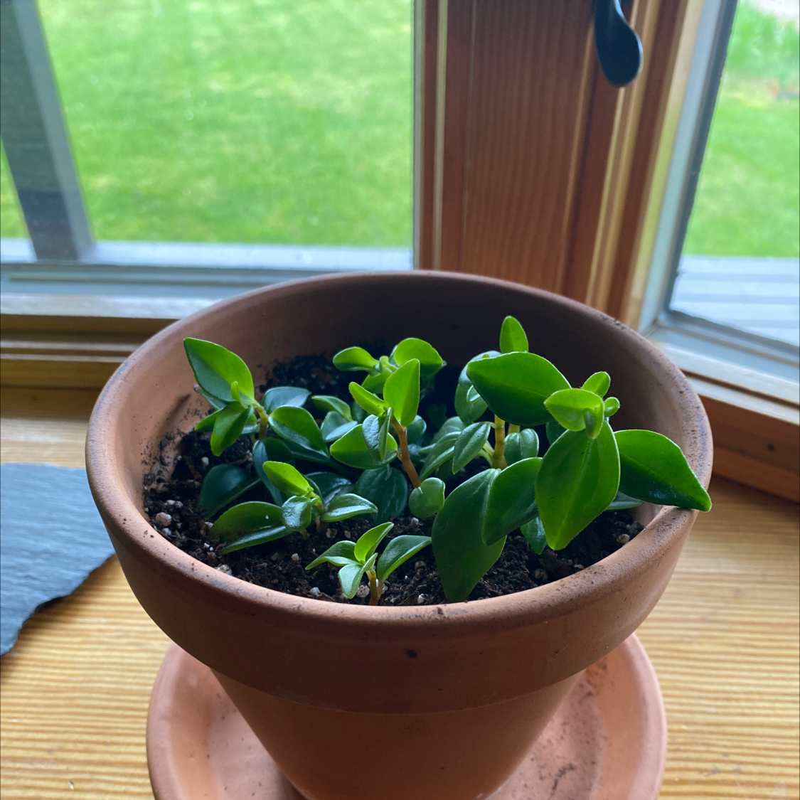 Potted Peperomia 'Amigo Marcello' near a window with healthy green leaves.