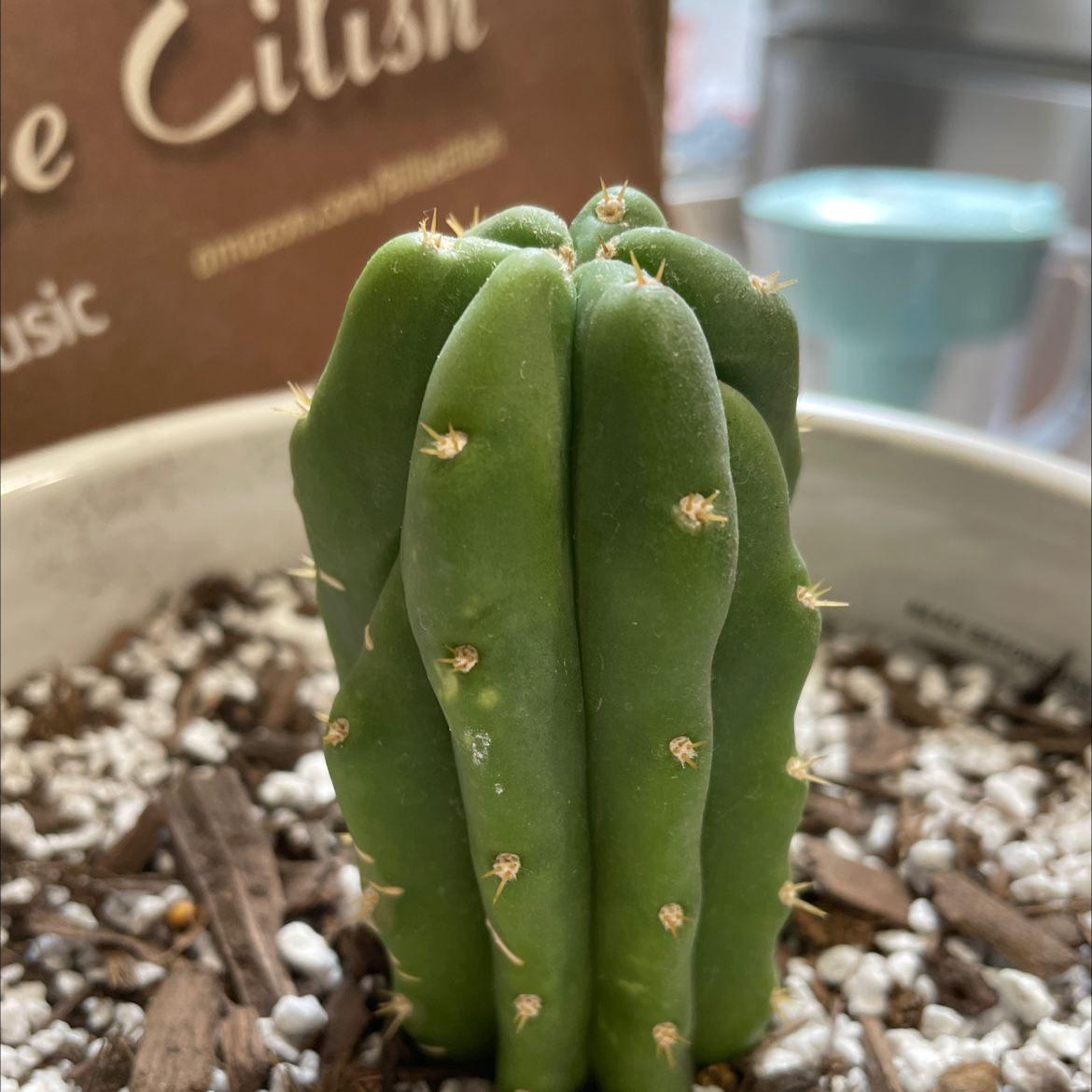 San Pedro Cactus in a pot with visible soil, appears healthy.