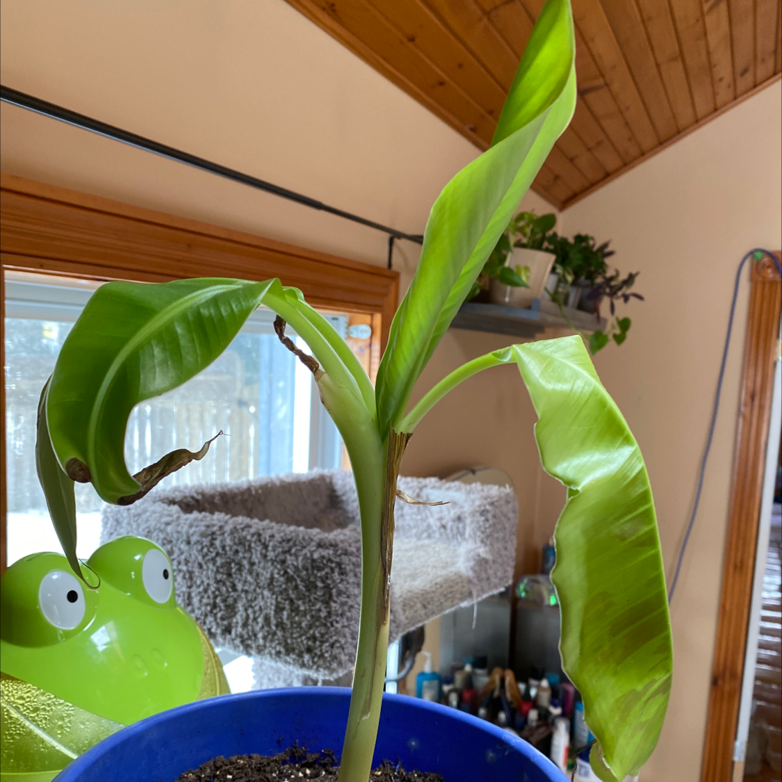 Healthy canna lily plant with large green leaves growing in a blue pot in front of a window.
