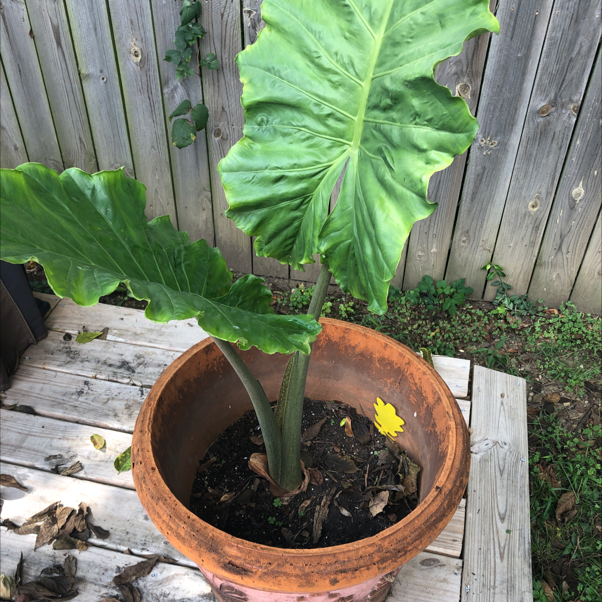 Giant Taro plant photo by Terry named Orlando Bloom on Greg, the plant care app.