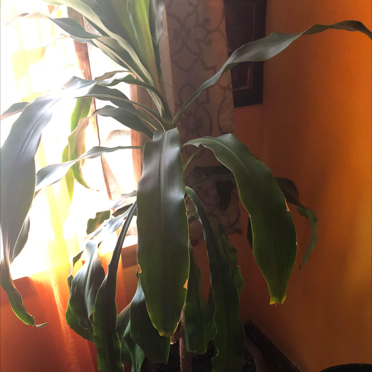 Cornstalk Dracaena plant photo by Terry named Eva on Greg, the plant care app.