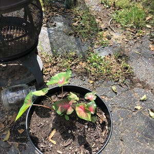 Caladium Gingerland plant photo by Terry named Rihanna on Greg, the plant care app.