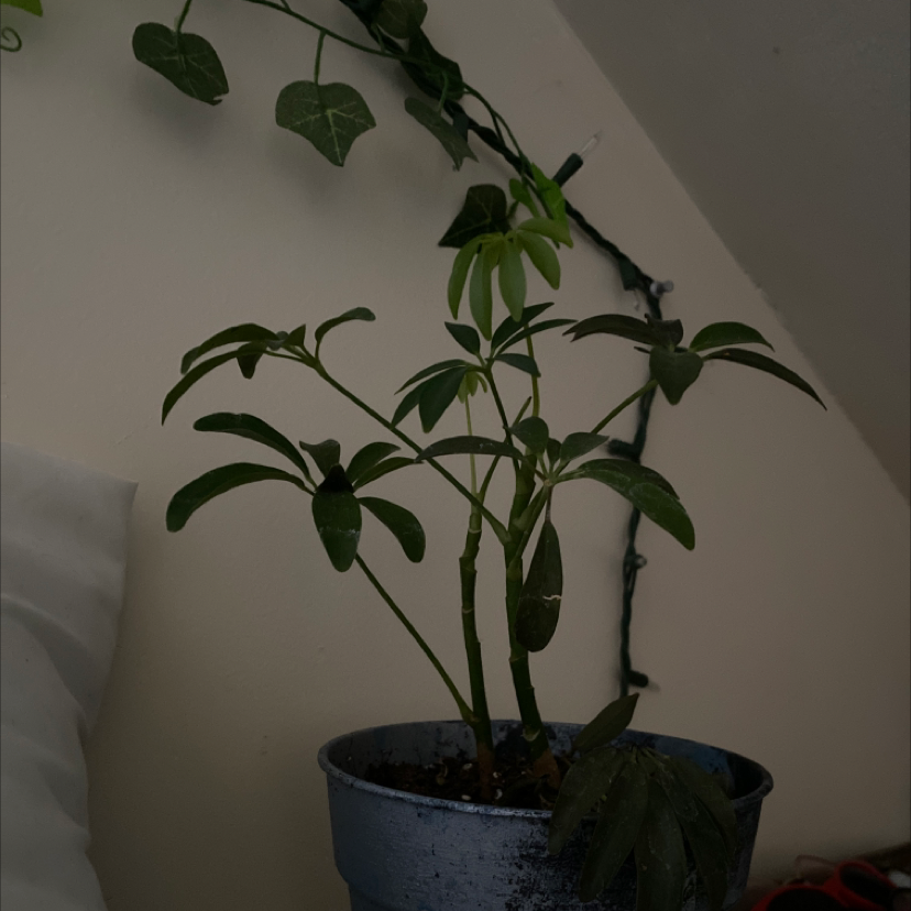 Dwarf Umbrella Tree plant photo by Sam and ryan named Rihanna on Greg, the plant care app.
