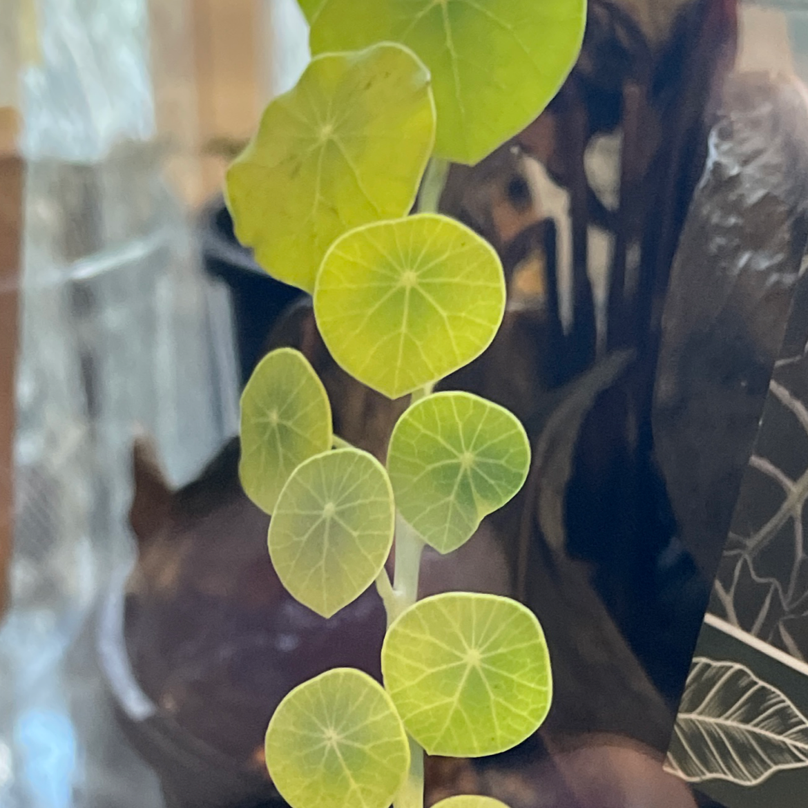Garden Nasturtium plant with several leaves, some showing yellowing.