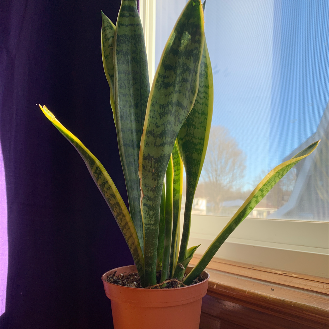 Snake Plant plant photo by @TayRos named Sandra on Greg, the plant care app.