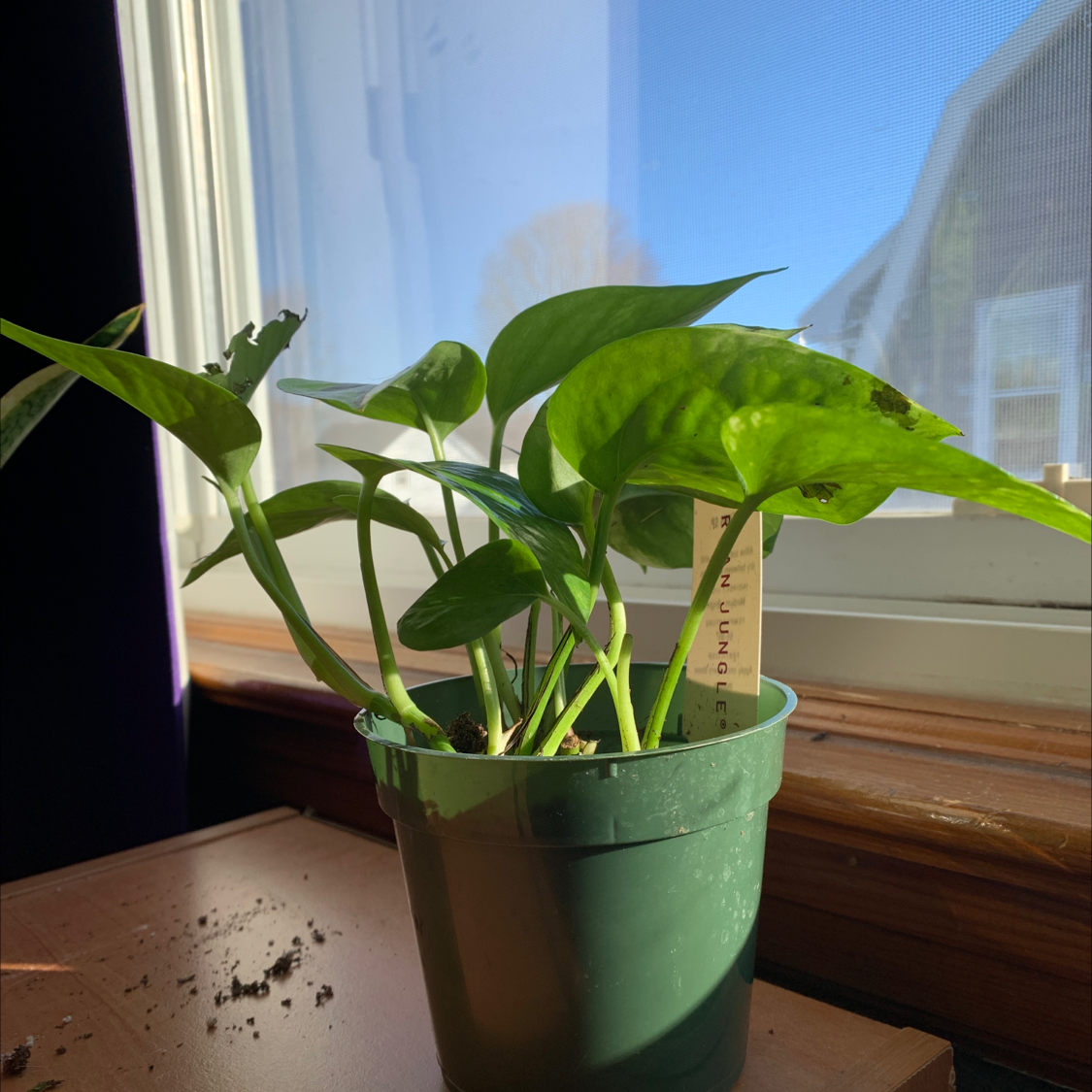 Jade Pothos plant photo by @TayRos named Peanut on Greg, the plant care app.