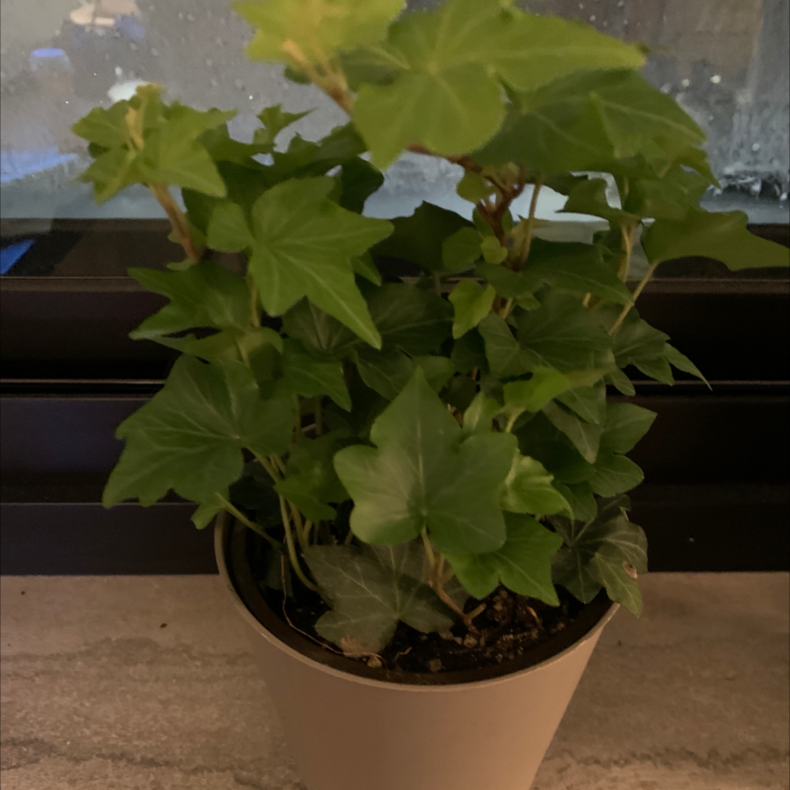 English Ivy plant photo by @TayRos named Jenny on Greg, the plant care app.