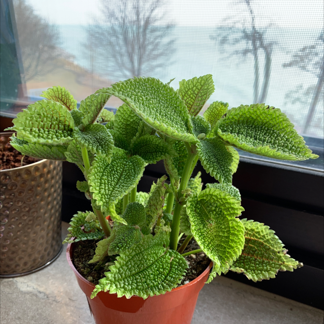 Pilea mollis plant in a small pot with green, textured leaves.