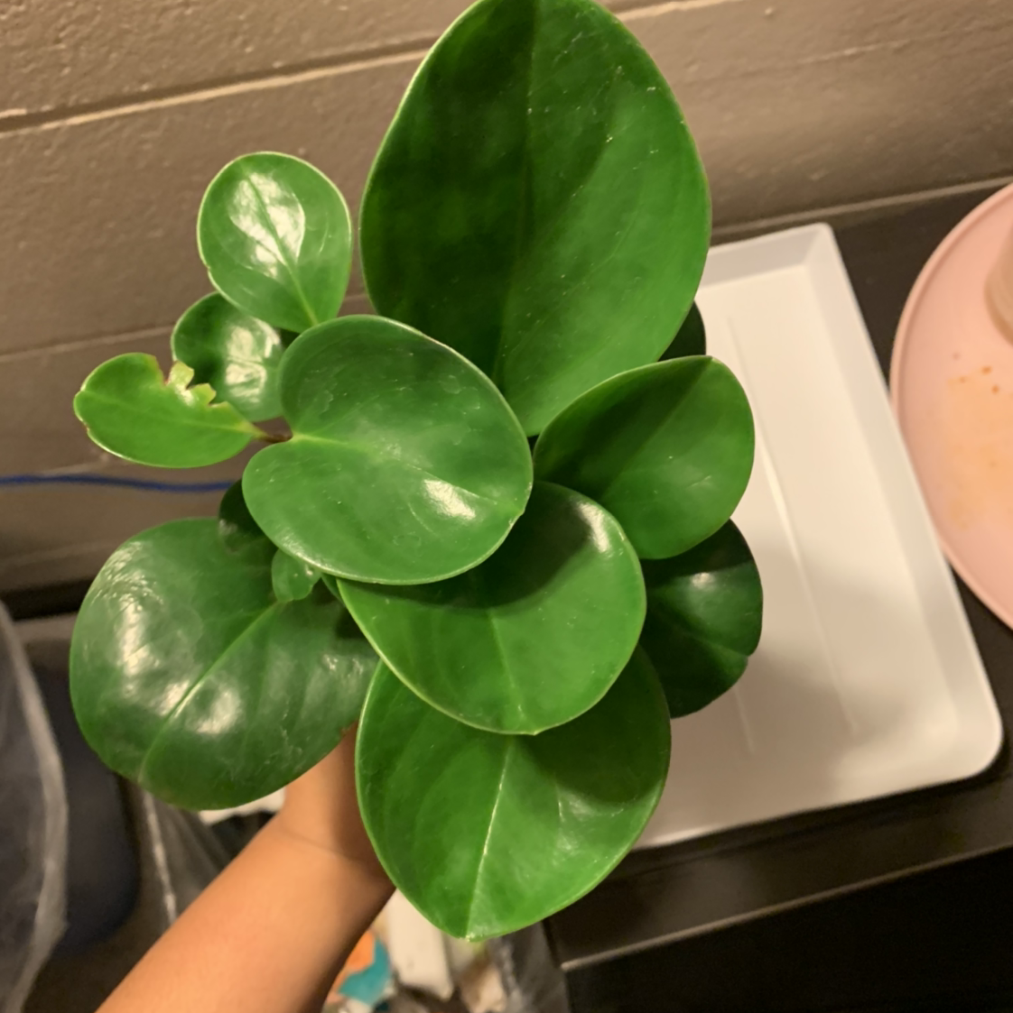 Baby Rubber Plant plant photo by @TayRos named Robert on Greg, the plant care app.