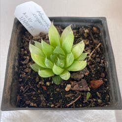 Haworthia cooperi plant