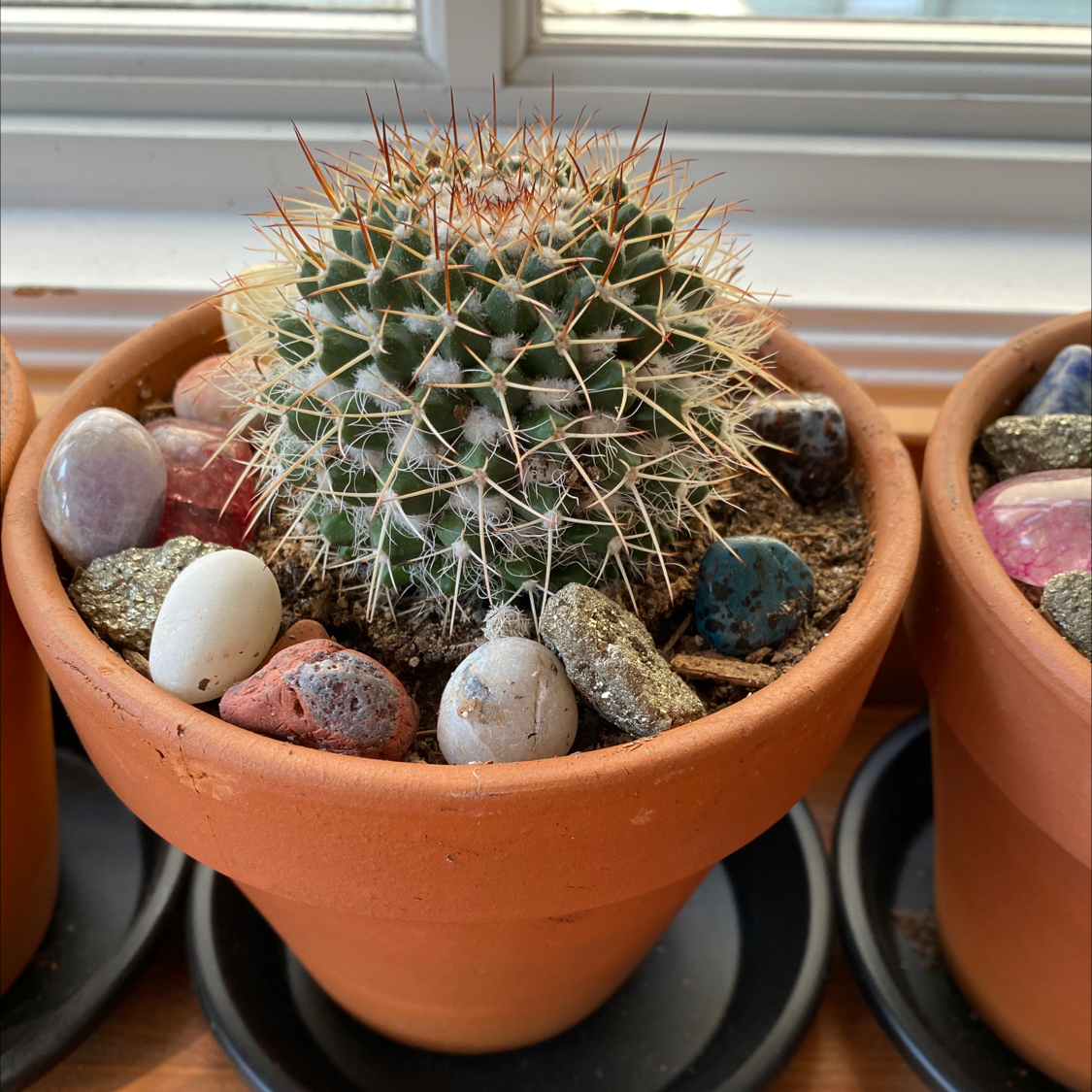 Potted Mammillaria Melanocentra cactus on a windowsill with decorative stones.