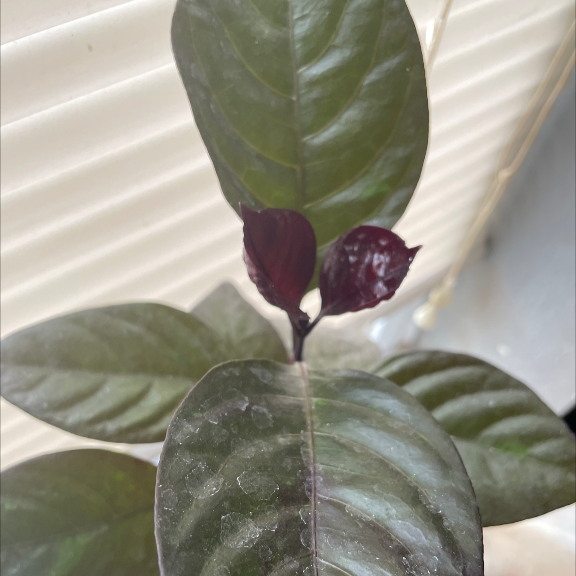 Photo of the plant species Black Varnish Eranthemum by @Thatplantb1tch named Gobi on Greg, the plant care app