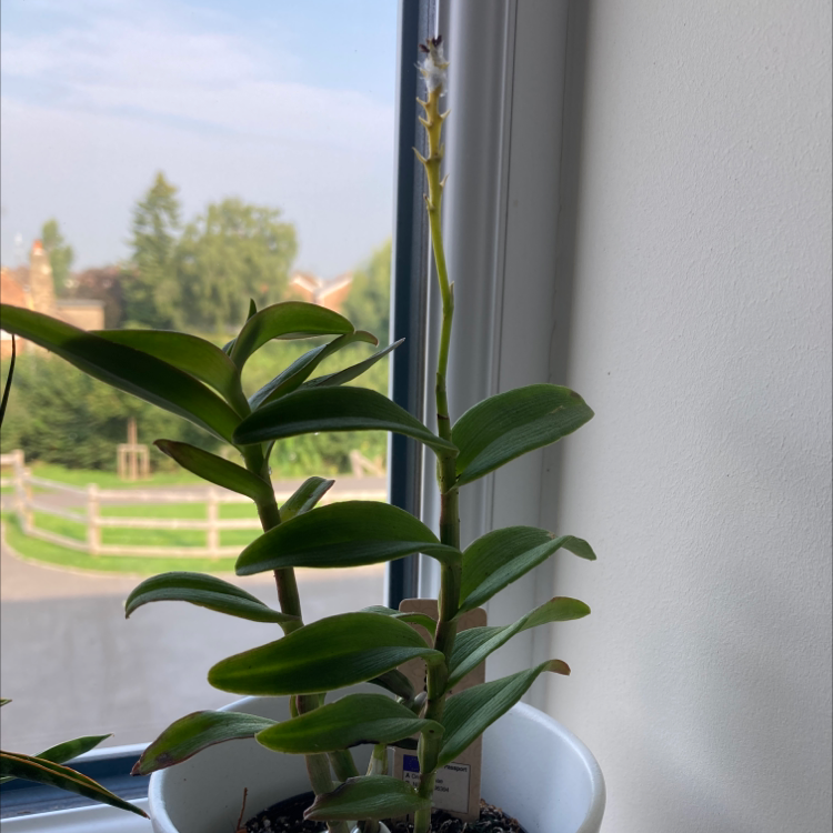 Fire Star Orchid plant in a white pot near a window with a small flower at the top.