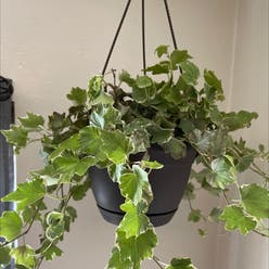 Ivy plant