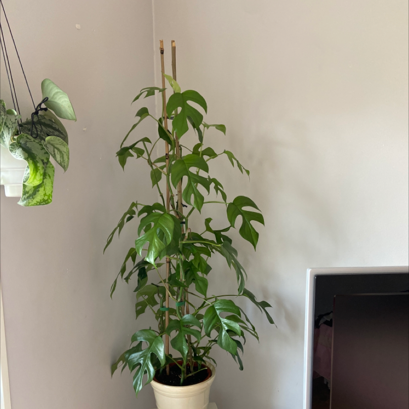 Mini Monstera plant photo by @Lormy321 named Sol on Greg, the plant care app.