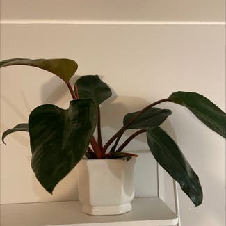 Philodendron 'Red Congo' plant in Växjö, Kronoberg County