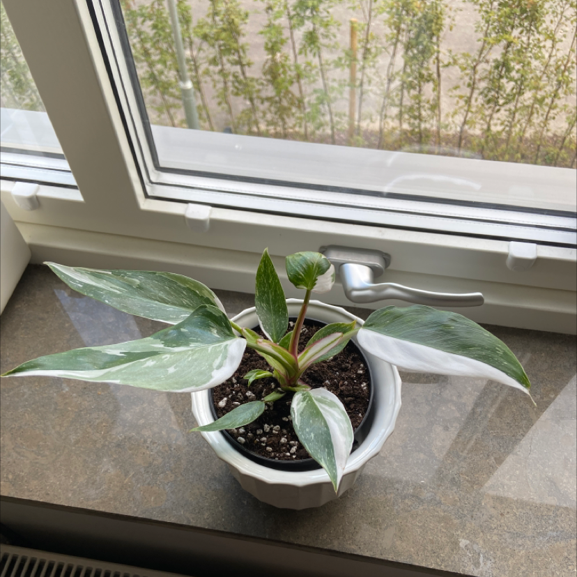 Photo of the plant species Philodendron 'White Princess' by @Lormy321 named Kendall on Greg, the plant care app