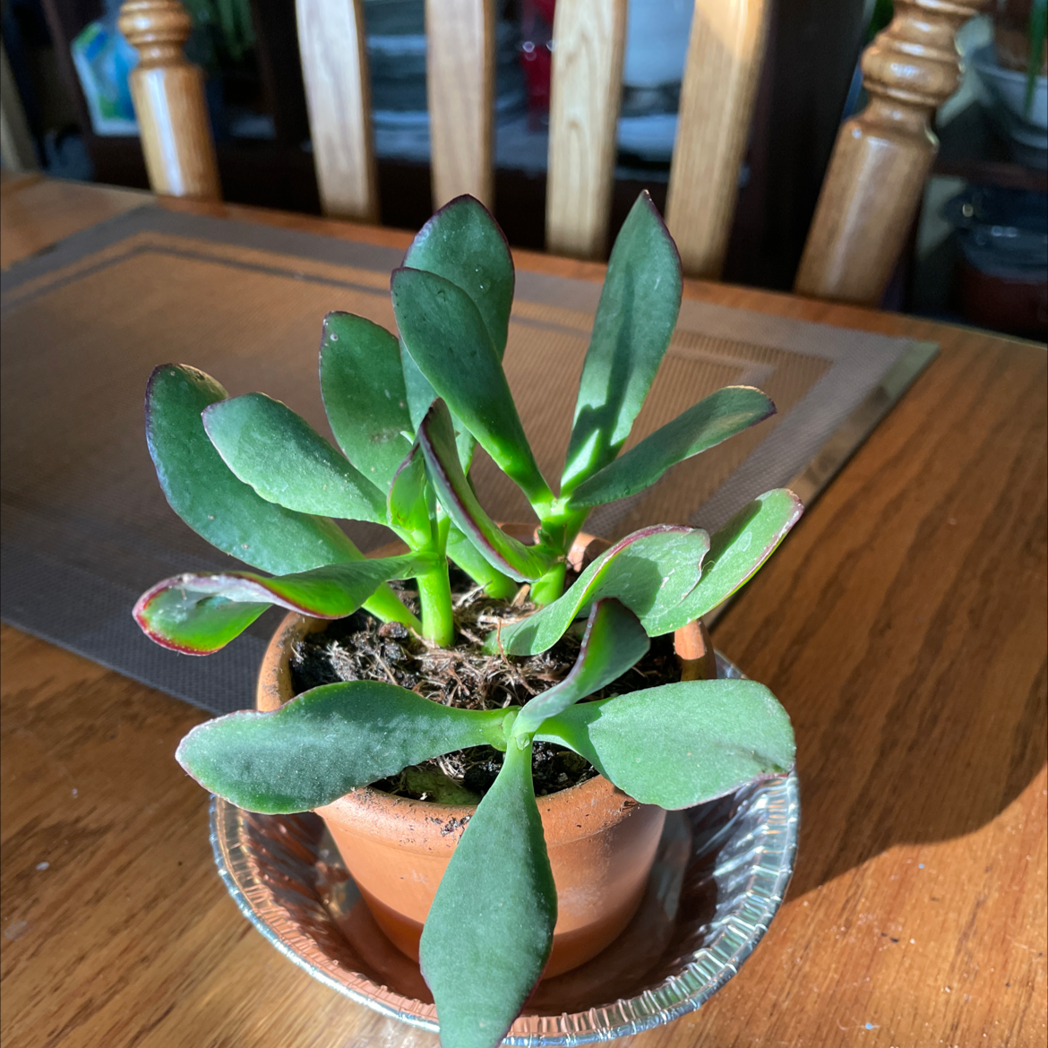 Ripple Jade plant in a terracotta pot on a table, appearing healthy.