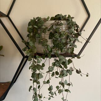 String of Hearts plant in Nashville, Tennessee