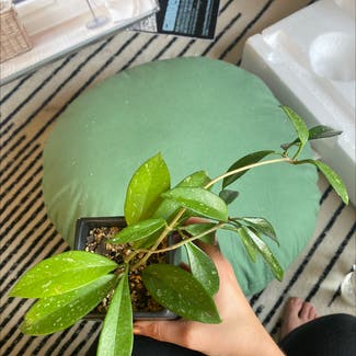Hoya pubicalyx plant in Nashville, Tennessee
