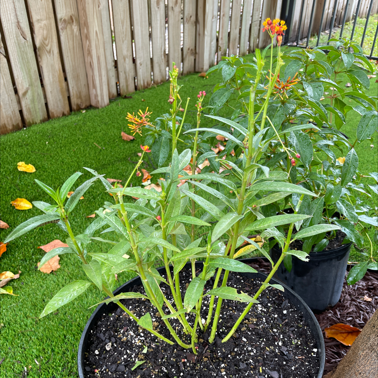 Tropical Milkweed plant photo by @Victorious named Fernie MacFly on Greg, the plant care app.