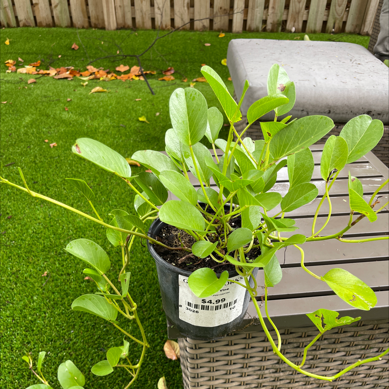 Beach Moning Glory plant photo by @Victorious named Tree Diddy on Greg, the plant care app.