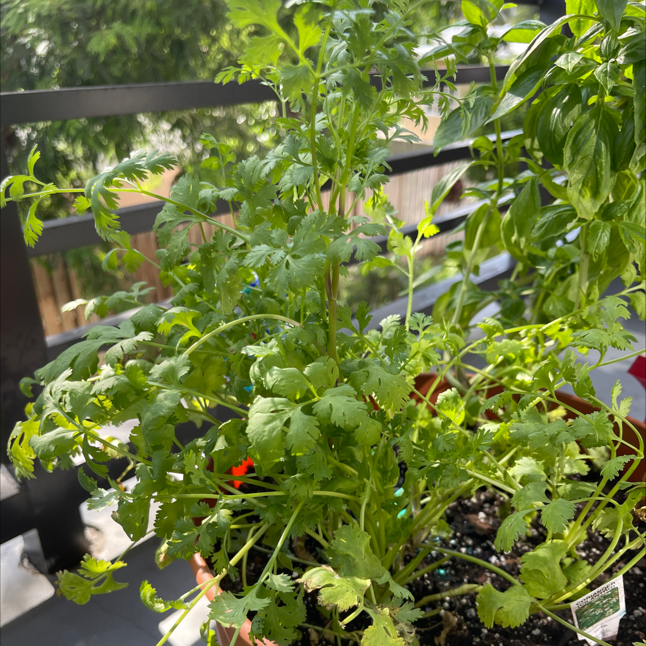 Photo of the plant species Coriander by @Victorious named Sylvester Stalantro on Greg, the plant care app