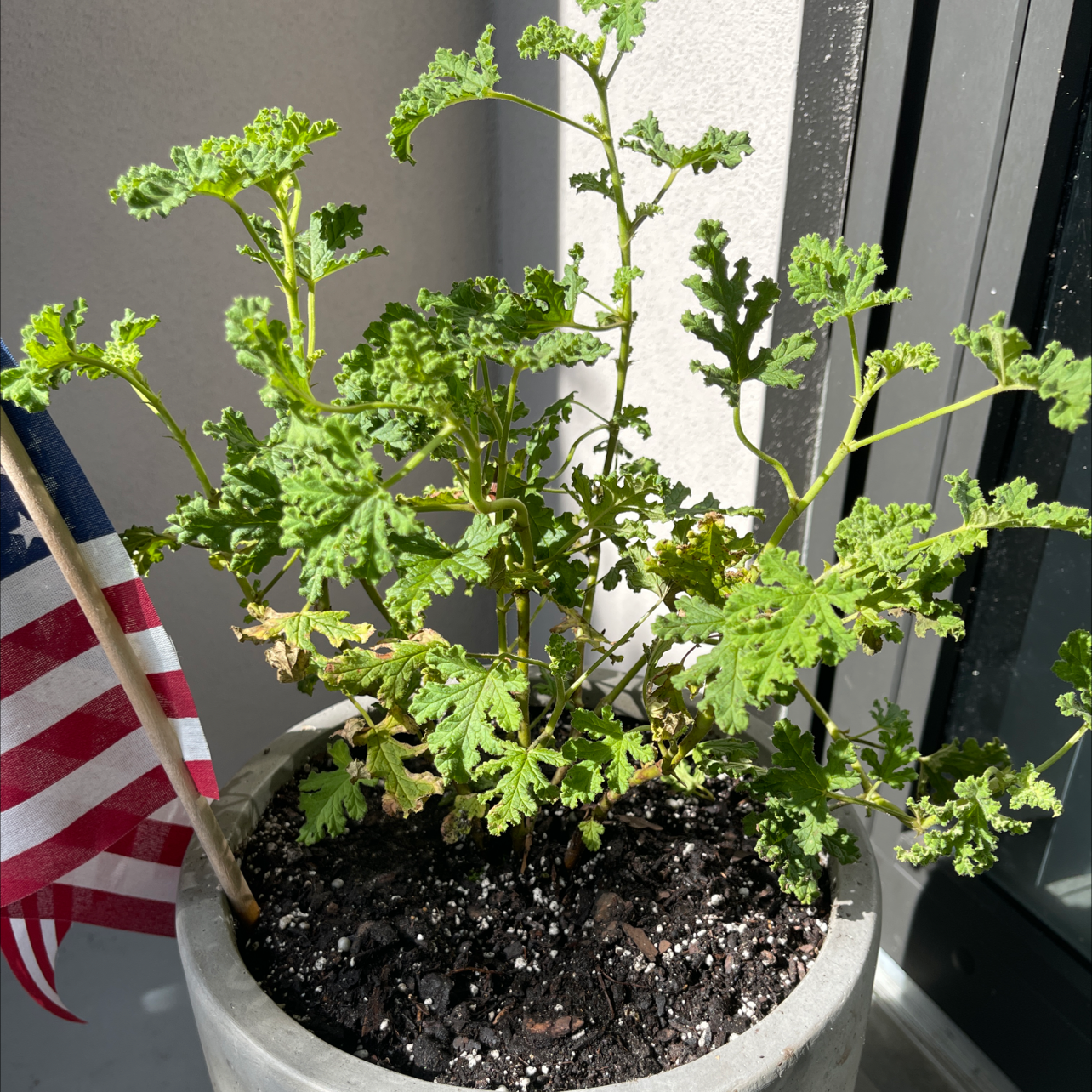 Citronella (anti-mosquito plant) plant photo by @Victorious named Mister Citronella on Greg, the plant care app.