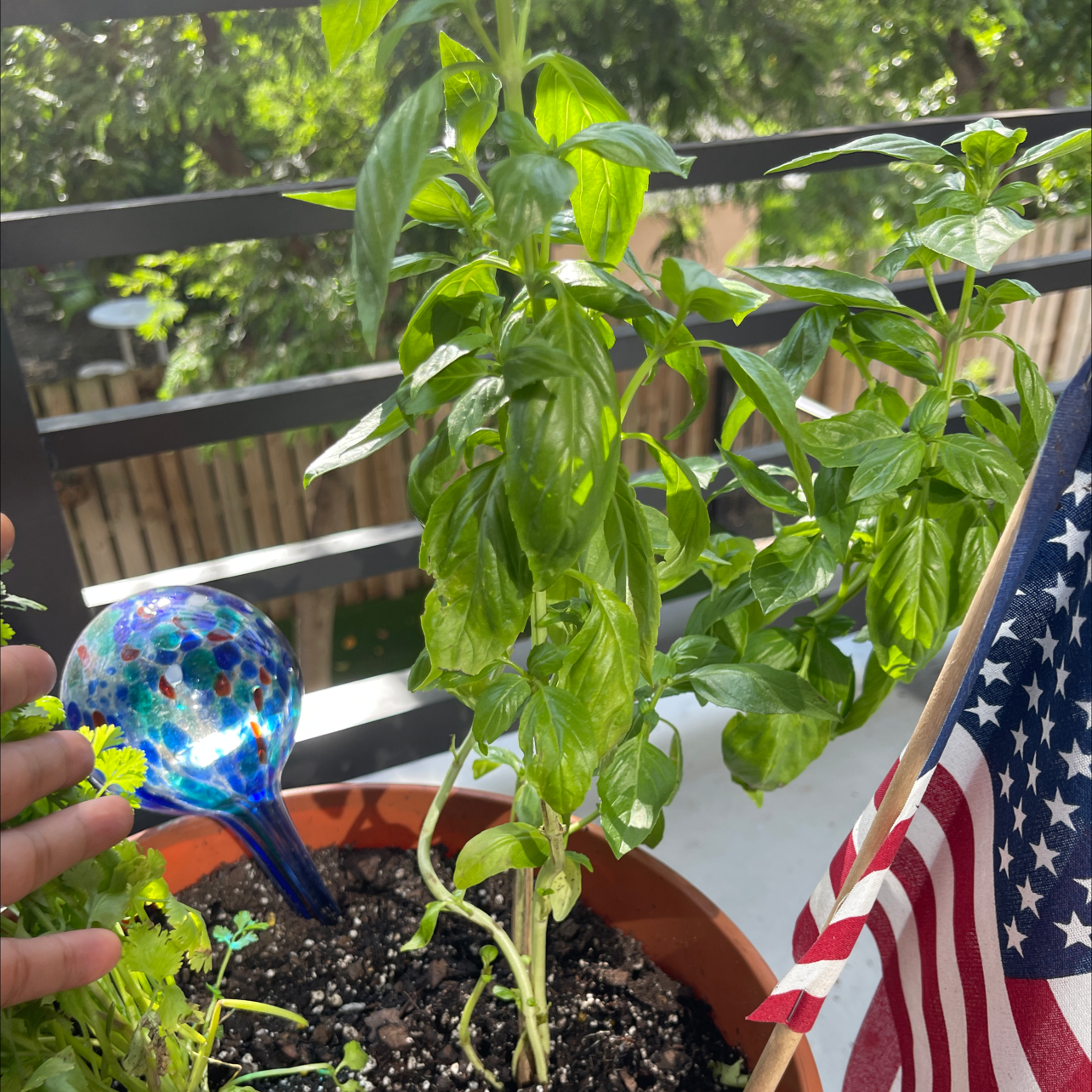 Sweet Basil plant photo by @Victorious named Mr. Pesto O’Basil on Greg, the plant care app.