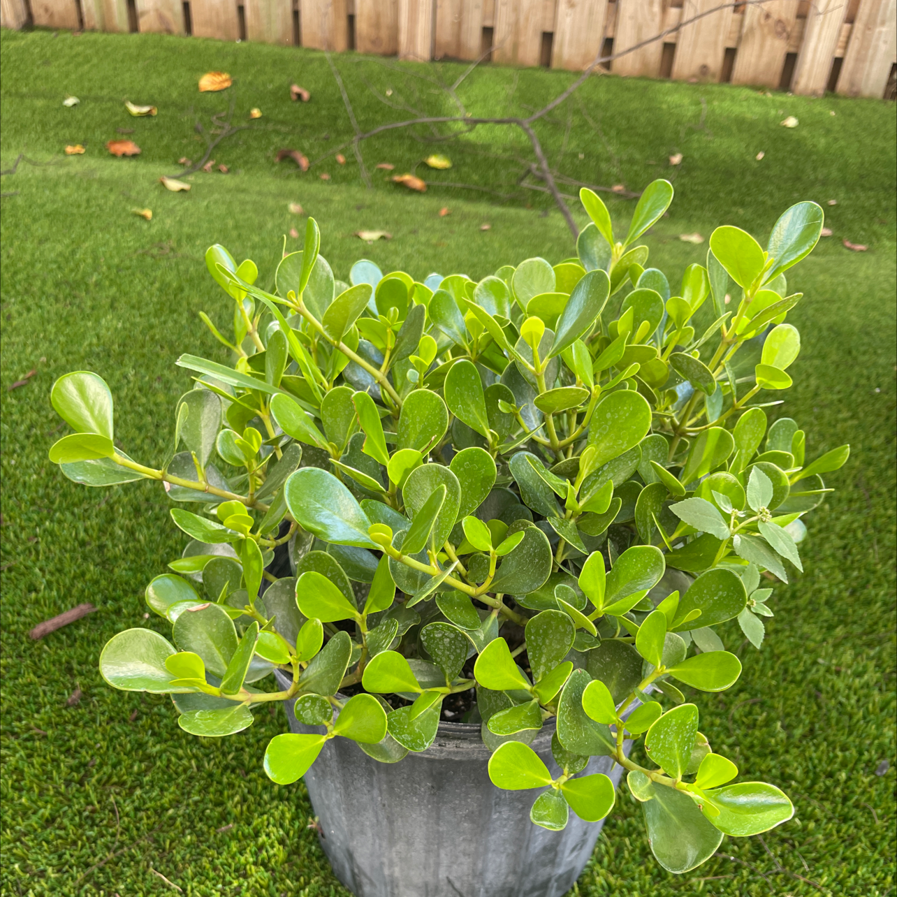 Photo of the plant species Rosea by @Victorious named Emerson on Greg, the plant care app