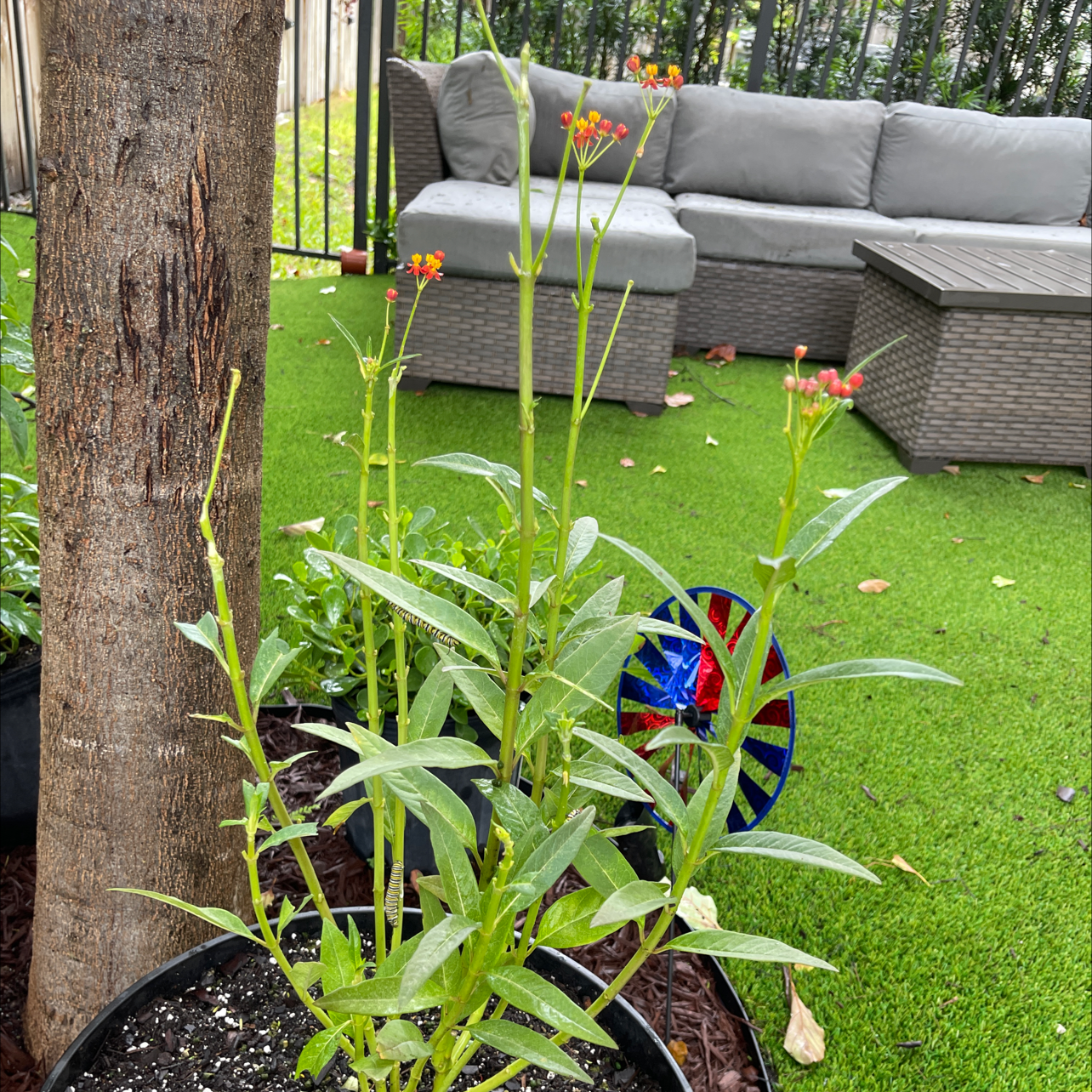 Tropical Milkweed plant photo by @Victorious named Homer O’butterfly on Greg, the plant care app.