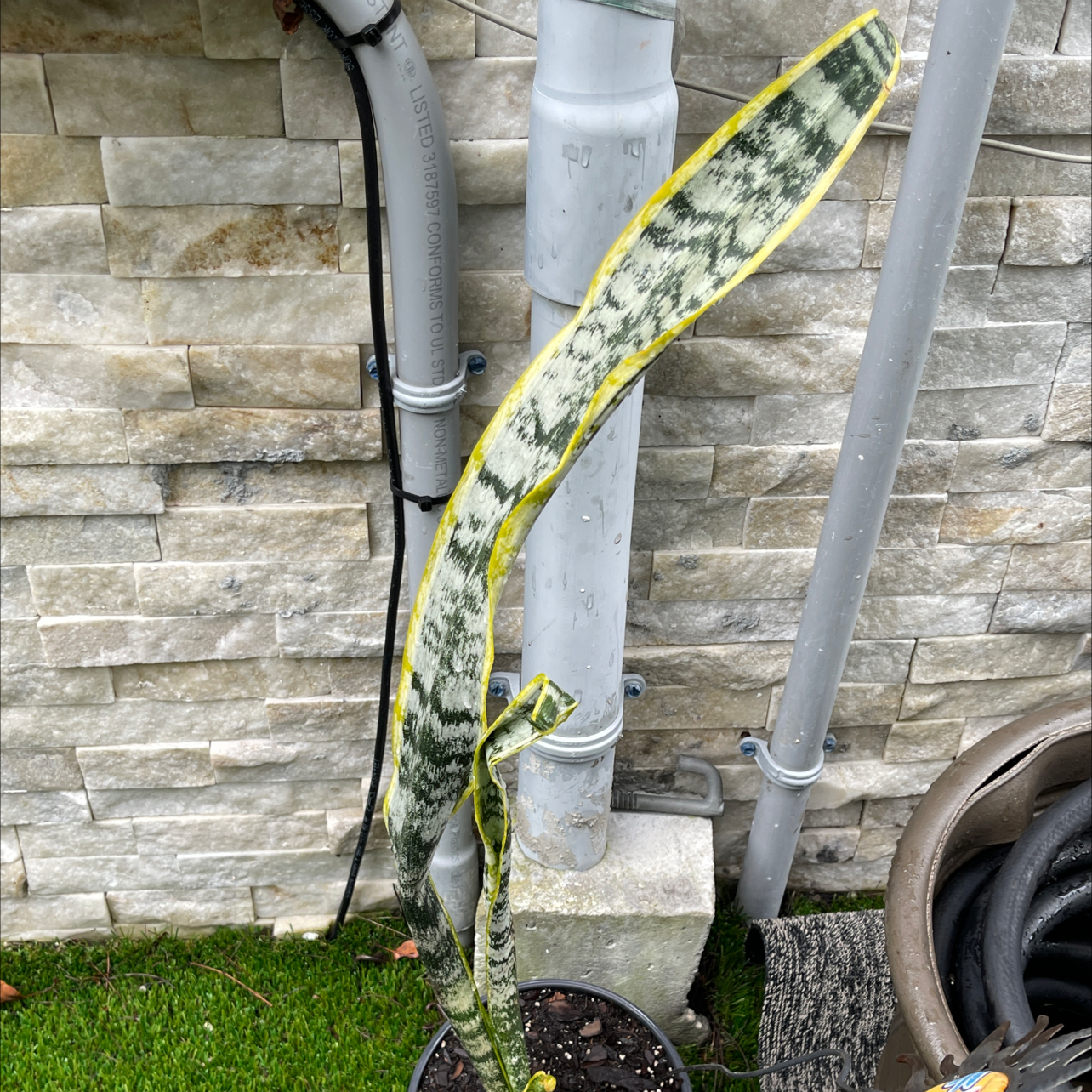 Snake Plant plant photo by @Victorious named Muhammad Ali on Greg, the plant care app.