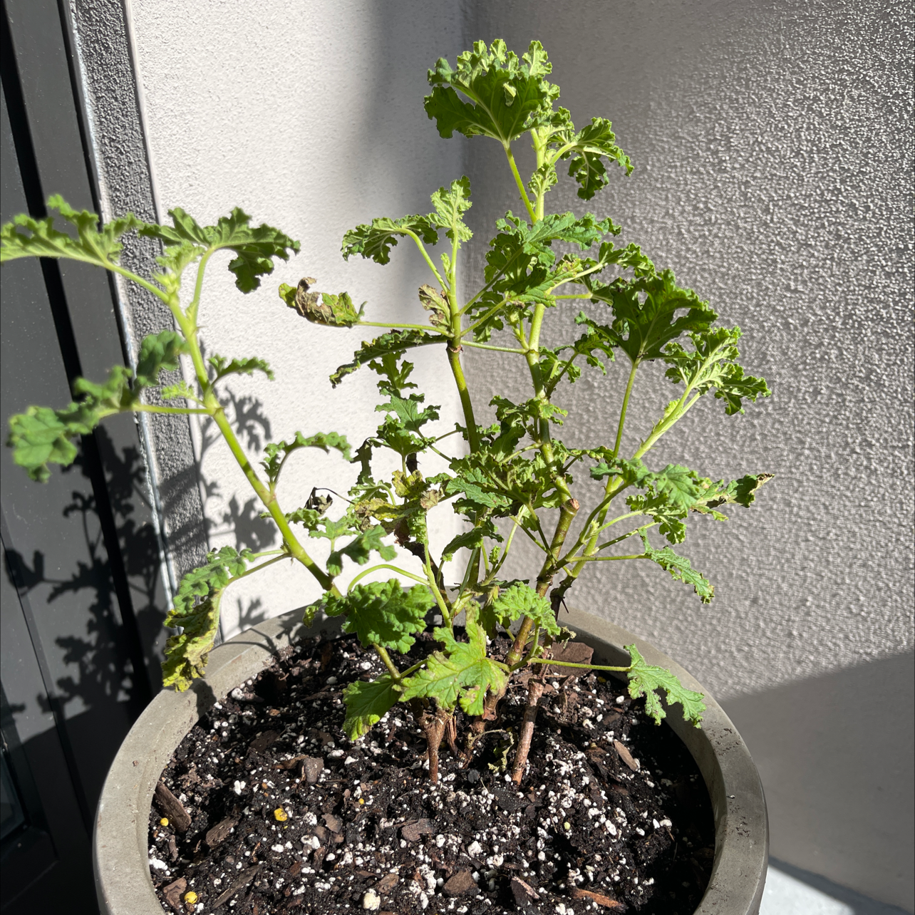 Citronella (anti-mosquito plant) plant photo by @Victorious named Mrs. Citronella on Greg, the plant care app.