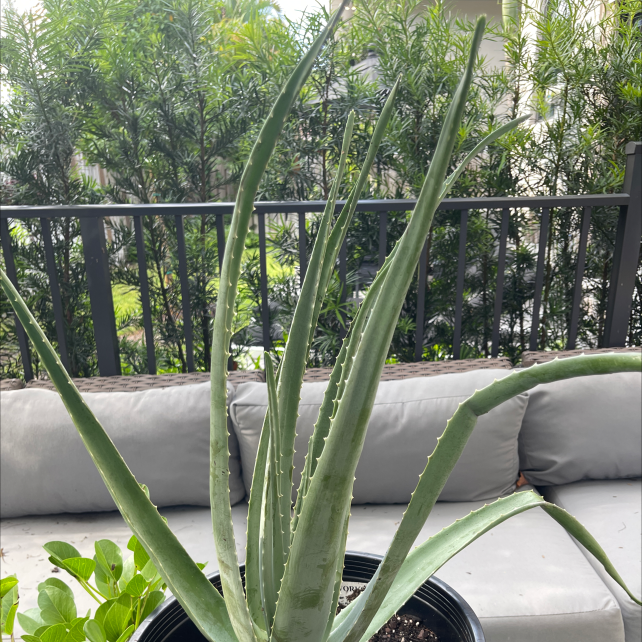 Aloe vera plant photo by @Victorious named Aloe Fitzpatrick on Greg, the plant care app.