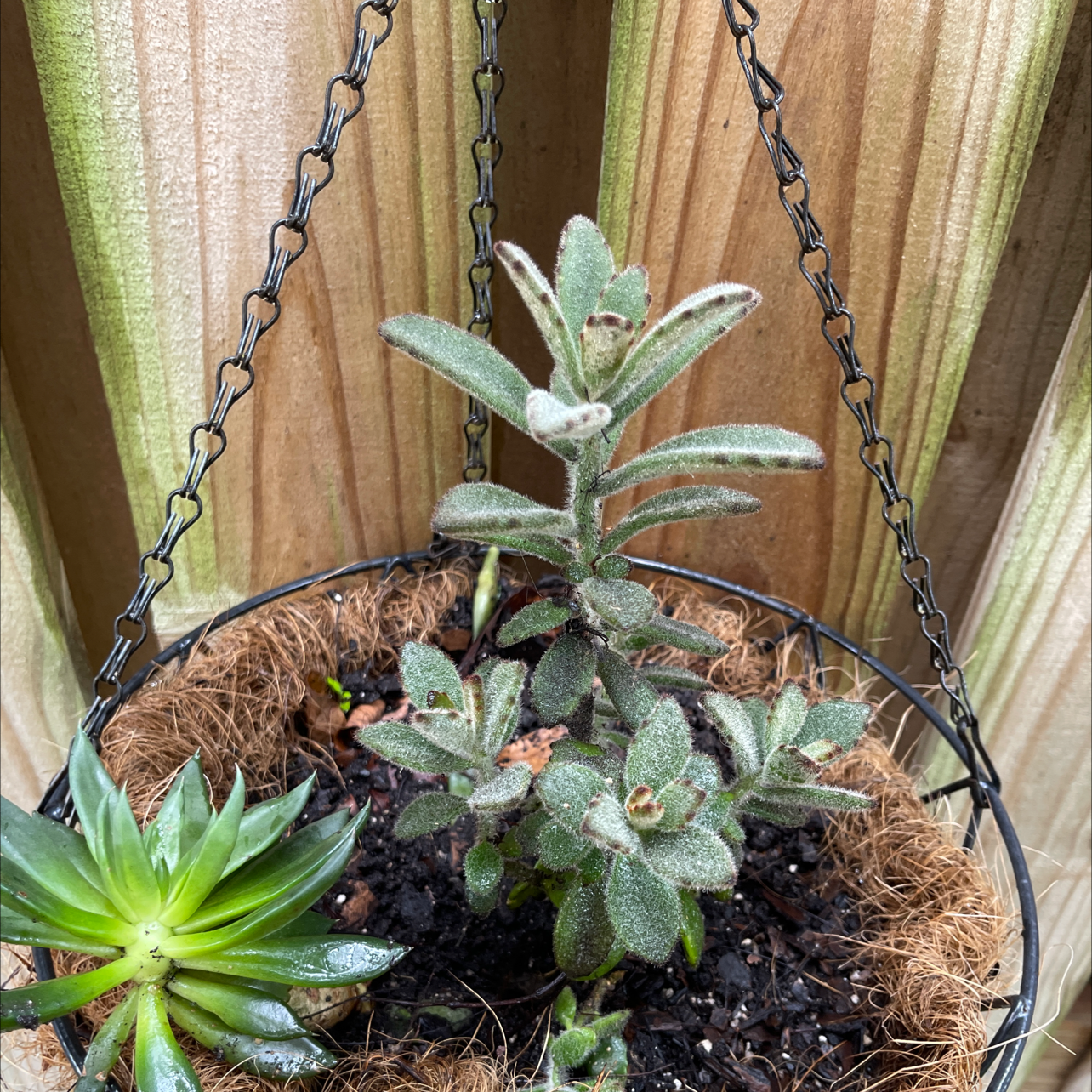 Panda Plant plant photo by @Victorious named Zeus on Greg, the plant care app.