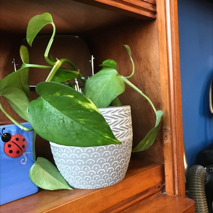 Taro Vine plant photo by @Plantdaddylove named Aqua on Greg, the plant care app.
