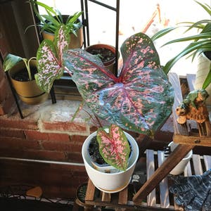 Caladium Gingerland plant photo by @Plantdaddylove named Meenah on Greg, the plant care app.