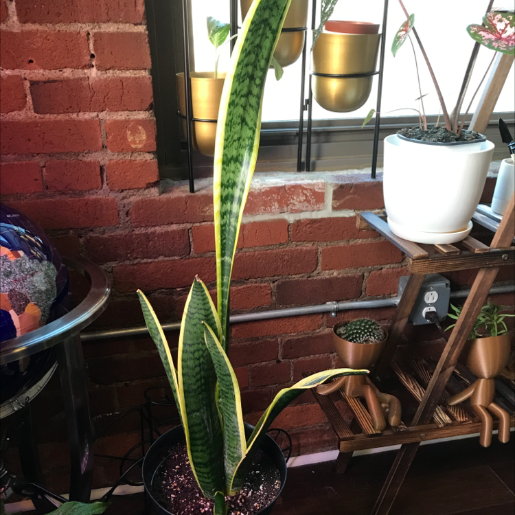 Snake Plant plant photo by @Plantdaddylove named Bart on Greg, the plant care app.