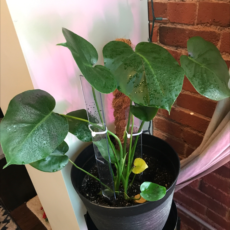 Monstera plant photo by @Plantdaddylove named Princess on Greg, the plant care app.